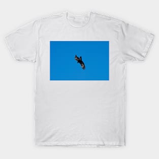 Wedge Tailed Eagle diving T-Shirt